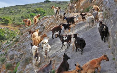 Βοήθημα deminimis στους κτηνοτρόφους λόγω Κορονοϊού
